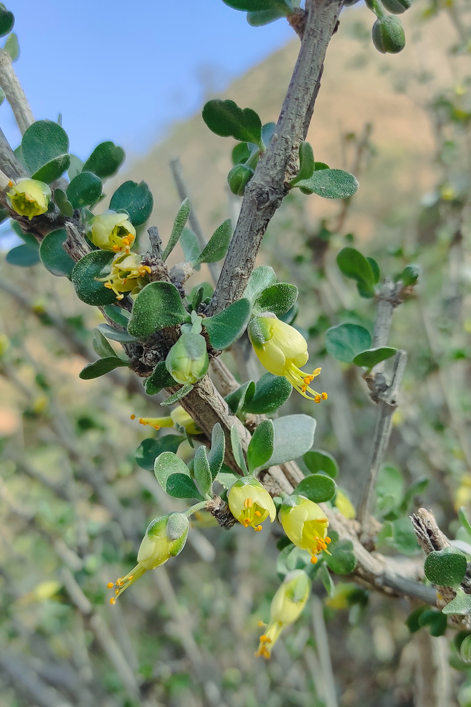 Изображение особи Zygophyllum gontscharovii.