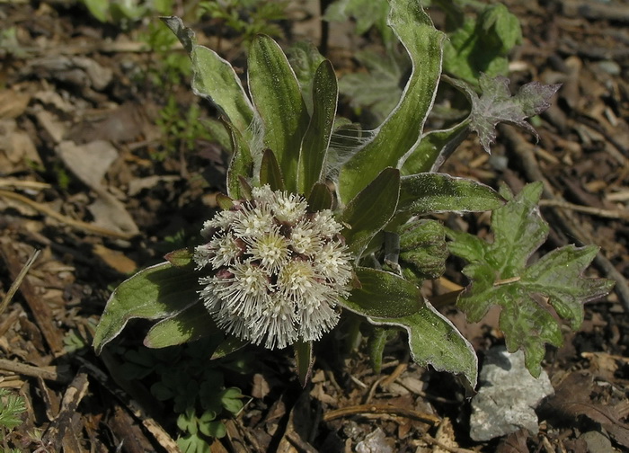 Изображение особи Petasites tatewakianus.