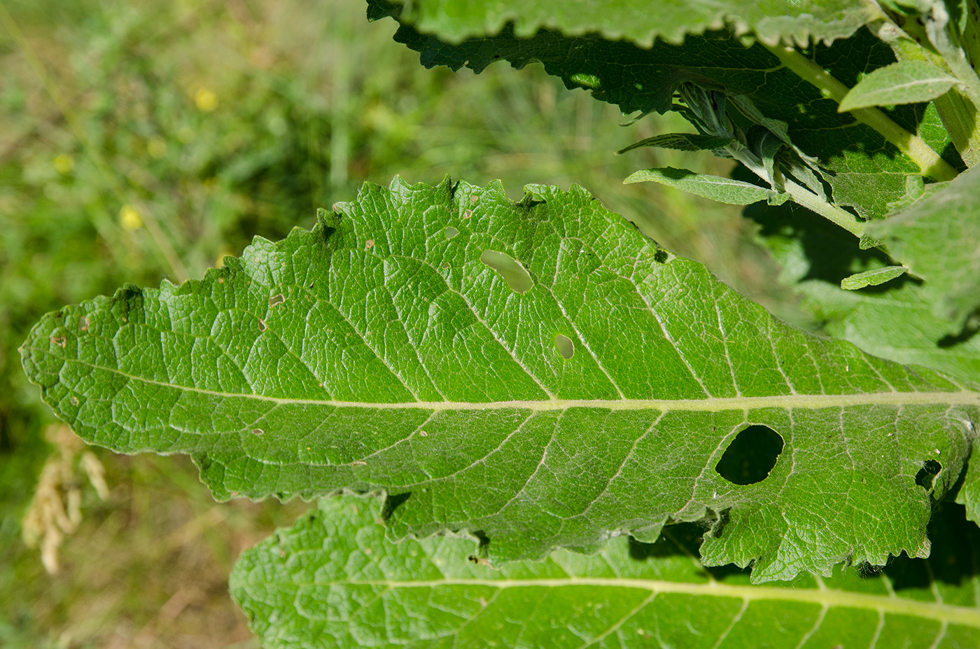 Изображение особи Verbascum lychnitis.