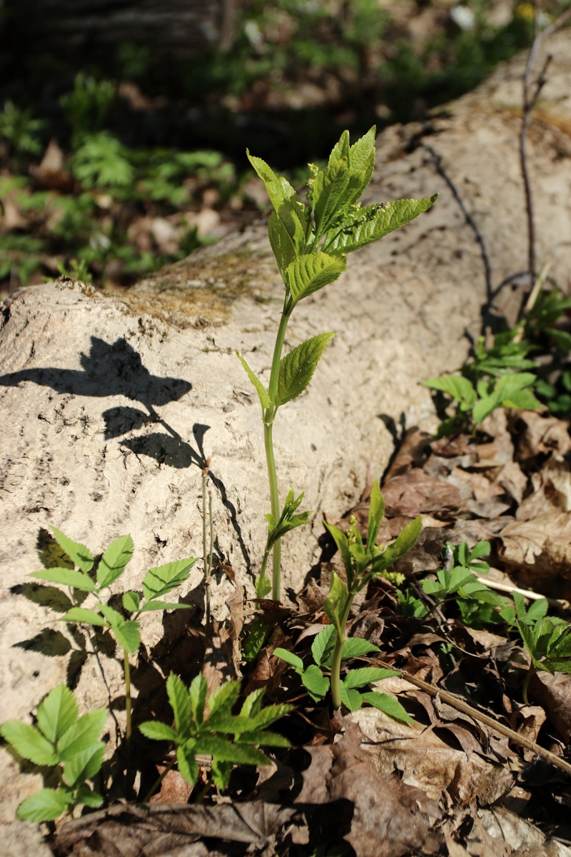 Изображение особи Mercurialis perennis.
