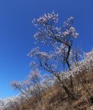 Armeniaca sibirica. Заросли цветущих растений на юго-восточном склоне. Приморский край, Пограничный р-н, окр. пгт Пограничный. 01.05.2026.