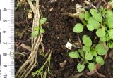 Plantago major. Проростки. Красноярский край, Ермаковский р-н, пос. Танзыбей, сорное на огороде. 17.05.2026.
