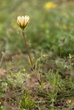 genus Tragopogon