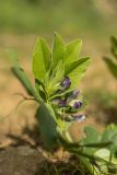 Vicia narbonensis. Верхушка цветущего растения. Дагестан, Дербентский р-н, окр. с. Джалган, травянистый склон. 30.04.2026.