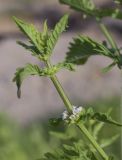 Lycopus europaeus. Верхушка побега с соцветиями с цветками и бутонами. Испания, Каталония, пров. Жирона, комарка Баш Эмпорда, муниципалитет Пальс, залежь на рисовом чеке. 21.06.2026.