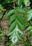 род Sorbus