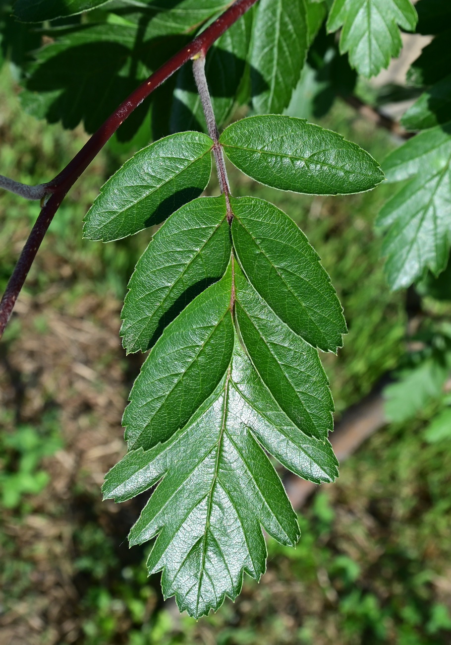 Изображение особи род Sorbus.