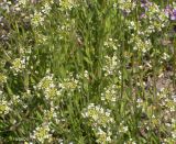 Capsella bursa-pastoris