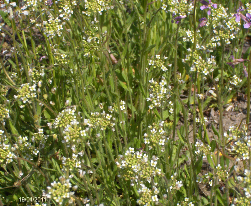 Изображение особи Capsella bursa-pastoris.