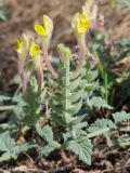 Scutellaria oxystegia