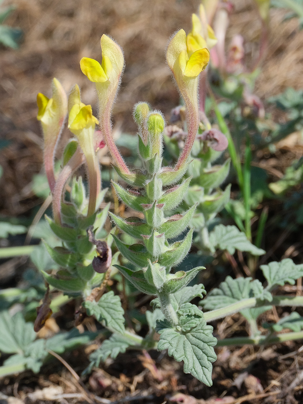 Image of Scutellaria oxystegia specimen.