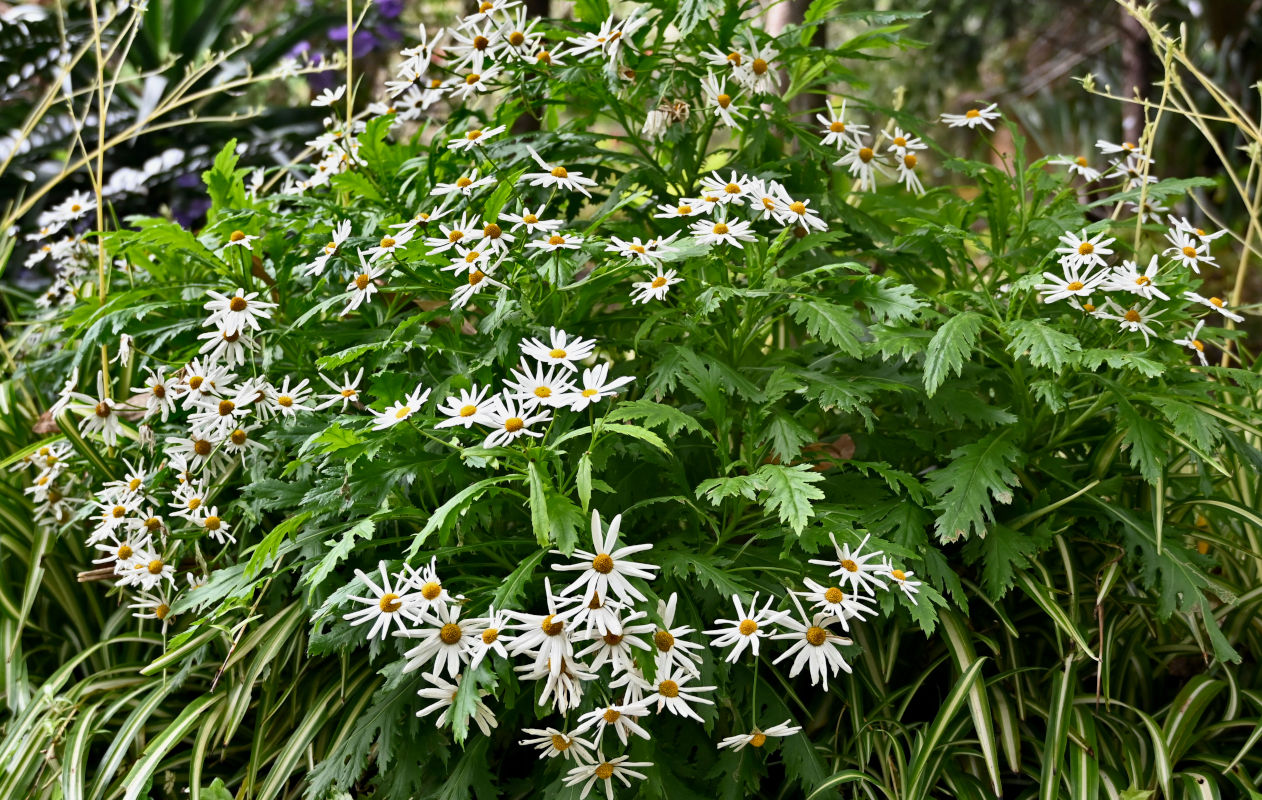 Image of Argyranthemum pinnatifidum specimen.