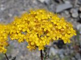 Hypericum scabrum