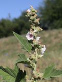 Althaea officinalis. Верхняя часть отцветающего растения с цветками и созревающими соплодиями. ЛНР, г. Луганск, пойма р. Лугань, прирусловая часть с луговой растительностью. 13.08.2026.