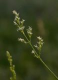 genus Silene