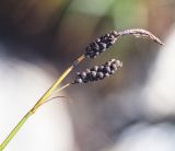 Carex rigidioides. Верхушка побега с отцветшим тычиночным колоском и соплодиями. Хабаровский край, р-н имени Лазо, склон г. Ко, выс. ≈ 1830 м н.у.м., каменистый склон. 02.08.2026.