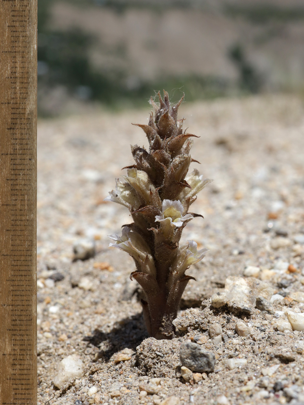 Изображение особи Orobanche camptolepis.