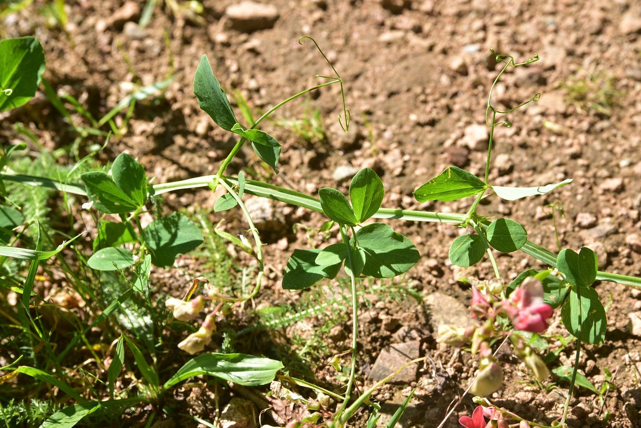 Image of genus Lathyrus specimen.