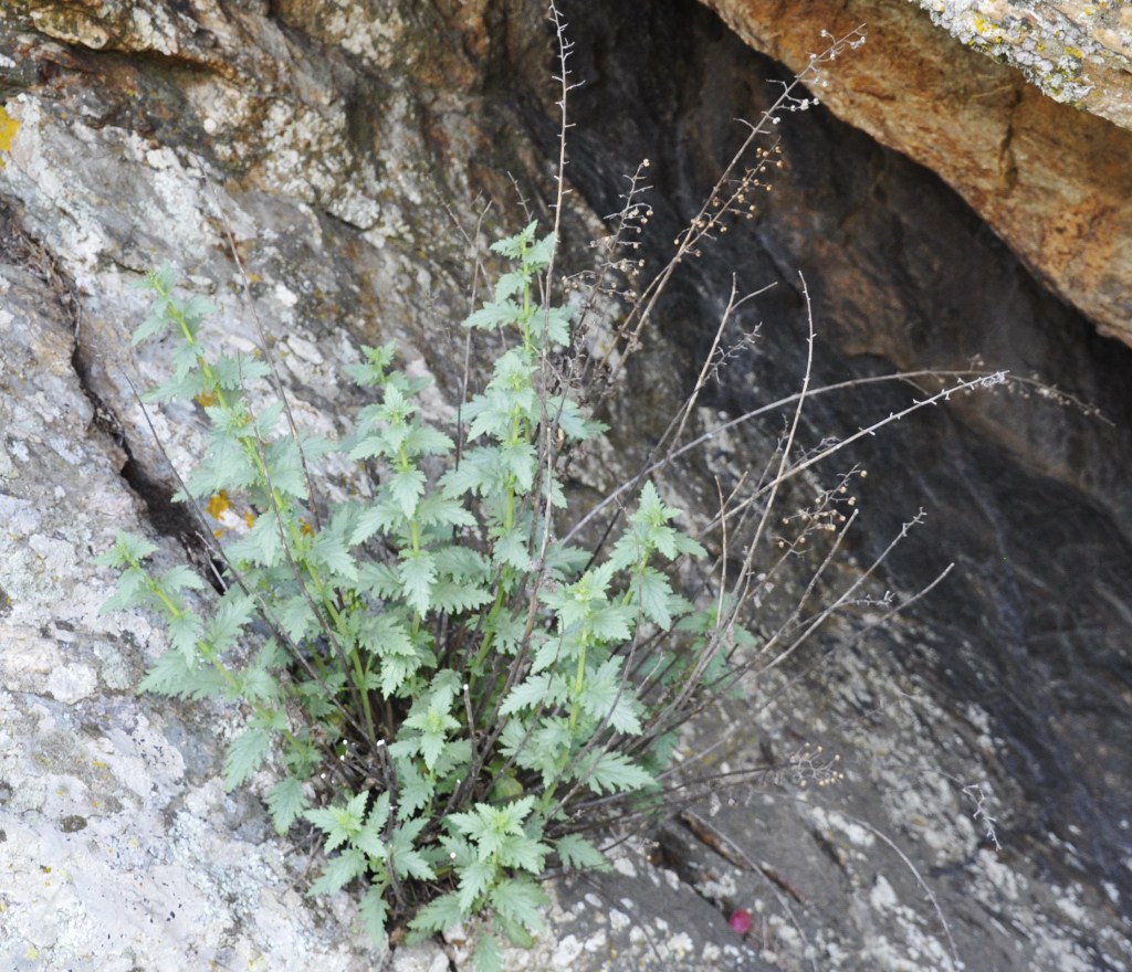 Image of Scrophularia heterophylla specimen.