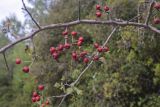 Crataegus monogyna. Часть ветви с соплодиями. Испания, Каталония, пров. Жирона, комарка Баш Эмпорда, муниципалитет Тороэлья-де-Монгри, окр. н.п. Улья, в составе гарриги, обочина полевой дороги. 24.10.2026.