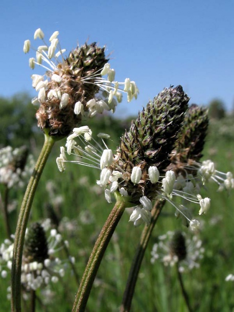 Изображение особи Plantago lanceolata.