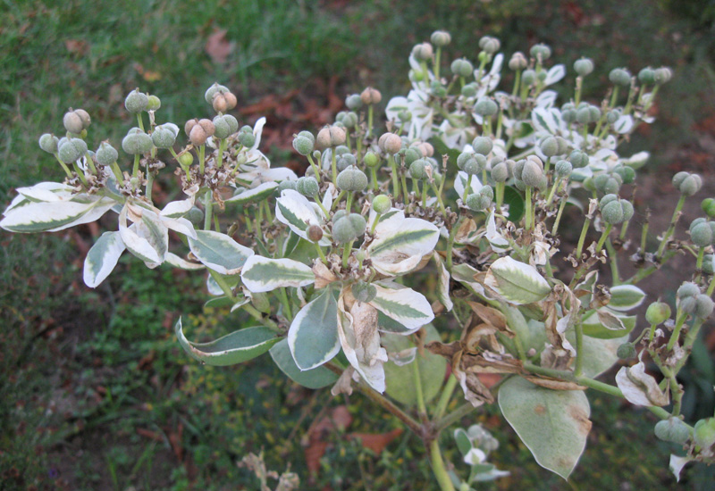 Изображение особи Euphorbia marginata.