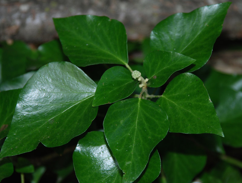 Image of Hedera colchica specimen.