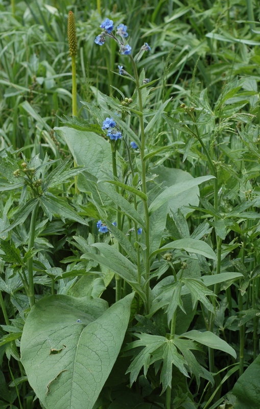 Изображение особи Cynoglossum capusii.