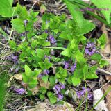 Polygala japonica. Куртина цветущих растений на краю оврага. Приморский край, Уссурийский р-н, окр. с. Монакино. 11.06.2011.