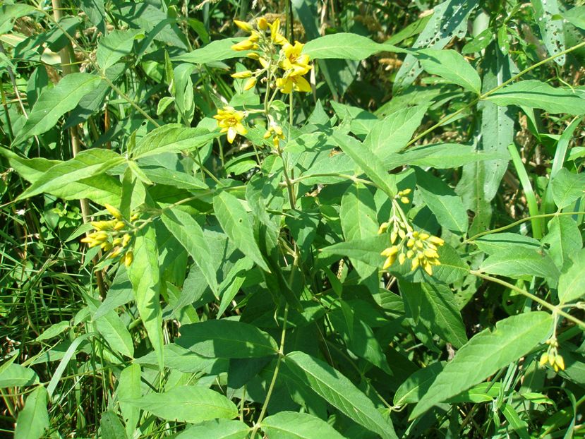 Изображение особи Lysimachia vulgaris.