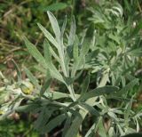 Artemisia absinthium