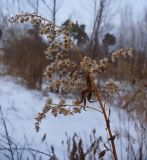 Solidago canadensis