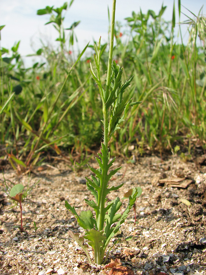 Image of Papaver laevigatum specimen.