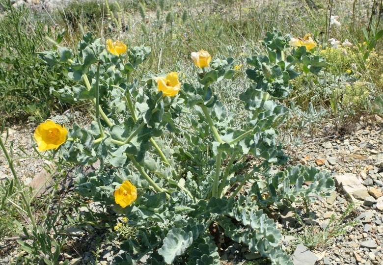 Image of Glaucium flavum specimen.