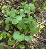 Ranunculus