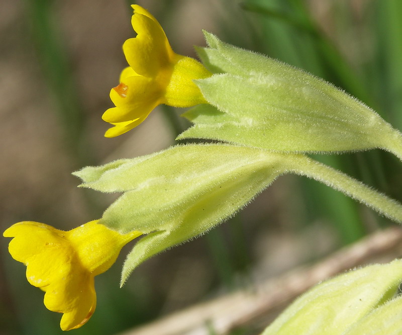 Изображение особи Primula veris.