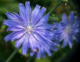 Cichorium intybus. Соцветие. Московская обл., Раменский р-н, окр. дер. Хрипань, садовый участок. 17.07.2011.