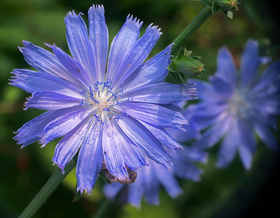 Image of Cichorium intybus specimen.