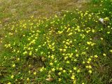 Ranunculus reptans
