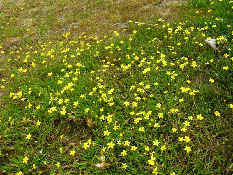 Изображение особи Ranunculus reptans.