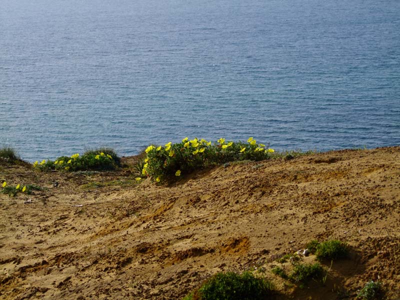 Изображение особи Oenothera drummondii.