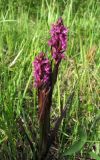 Dactylorhiza incarnata. Цветущие растения. Архангельская обл., Вельский р-н, окр. пос. Усть-Шоноша, заболоченный луг. 28.06.2011.