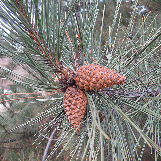 Изображение особи Pinus pallasiana.