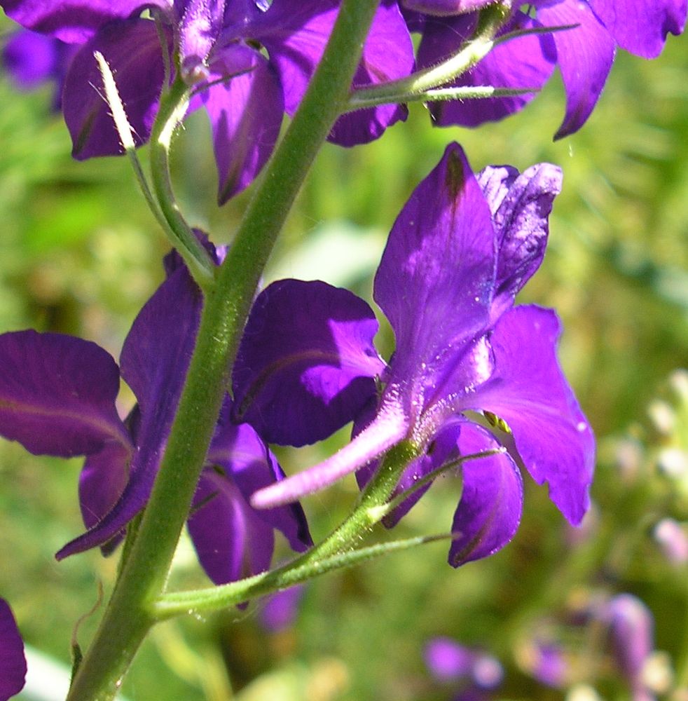 Изображение особи Delphinium hispanicum.