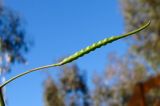 Brassica sisymbrioides. Незрелый плод. Израиль, Шарон, г. Герцлия, парк. 18.01.2012.