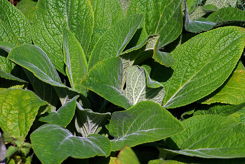 Изображение особи Digitalis purpurea.