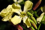 Raphanus raphanistrum
