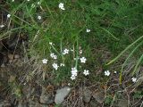 Heliosperma carpaticum. Цветущее растение. Украина, Закарпатская обл., Раховский р-н, хр. Черногора, 1900 м н.у.м., на субальпийском лугу. 15 июля 2007 г.