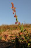 Rumex occultans