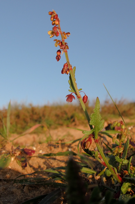 Image of Rumex occultans specimen.